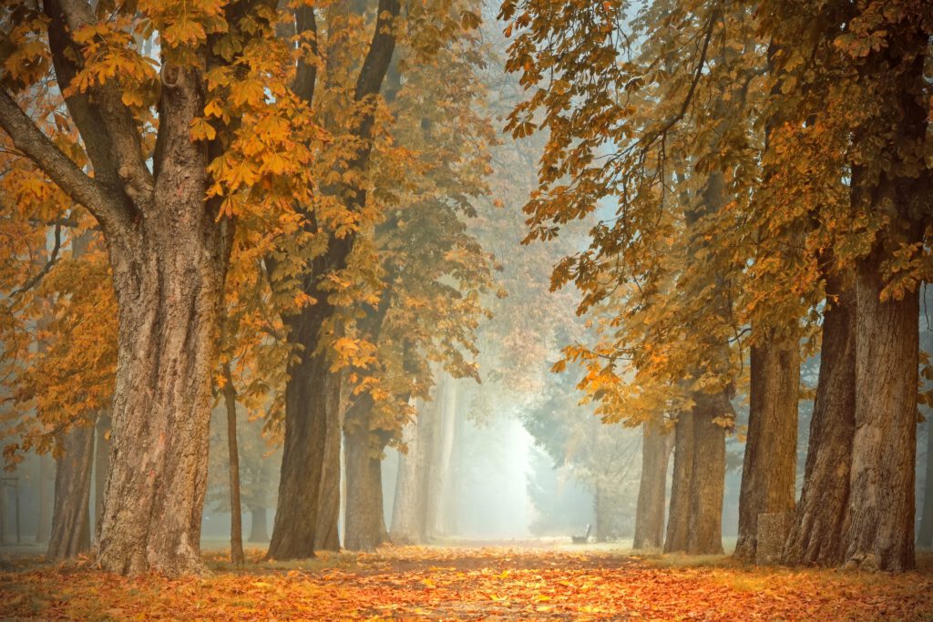 Wanderung der Gymnastikabteilung am 31.10.2026